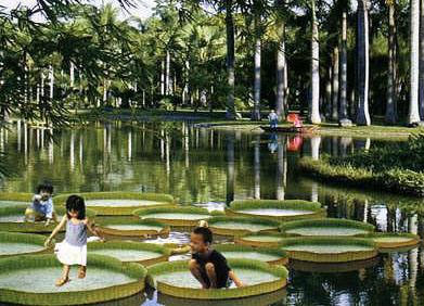 勐仑热带植物园