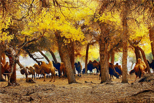 胡杨林里的骆驼