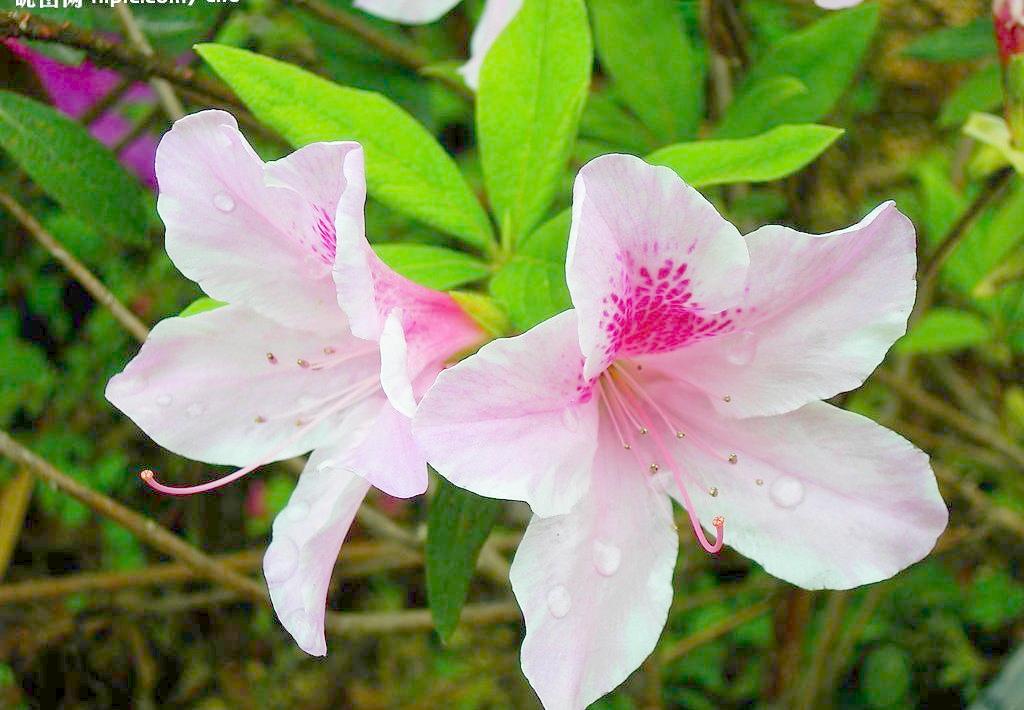 金佛山杜鹃花_重庆周边游
