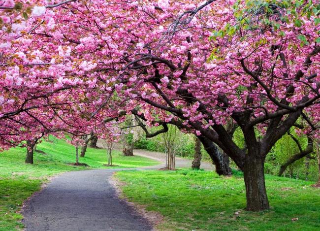 南山樱花节_重庆周边游