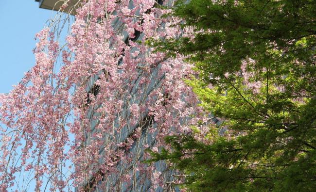 日本旅游_出境游