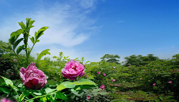 重庆周边旅游景点推荐沙心玫瑰园