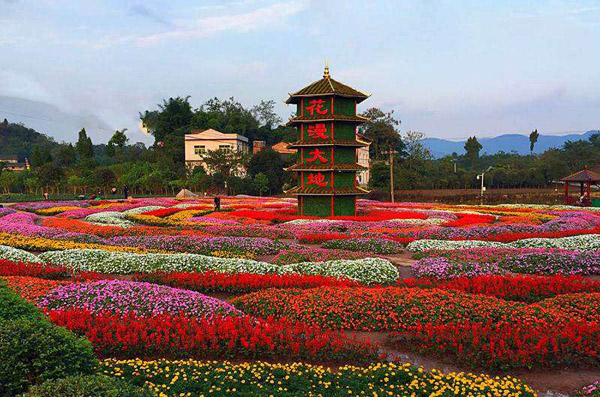 重庆沙坪坝凤凰花海