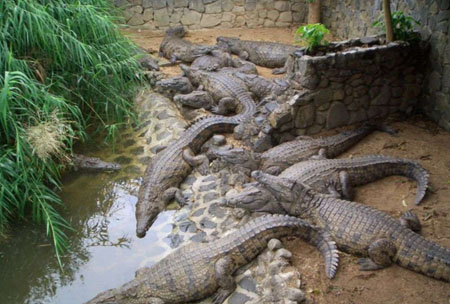 拉凡尼勒鳄鱼公园