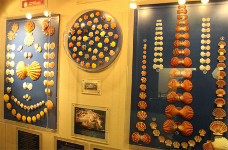 贝壳博物馆