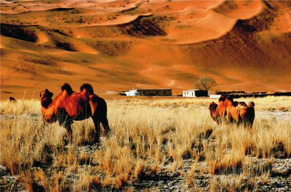 草原沙漠上吉祥和深情的象征——骆驼