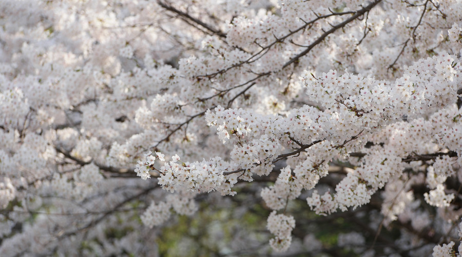 去日本旅游赏樱最佳时节，哪些地方适合观赏樱花