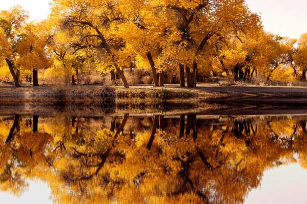 【额济纳旗+敦煌】额济纳旗胡杨林纯玩双动7日游