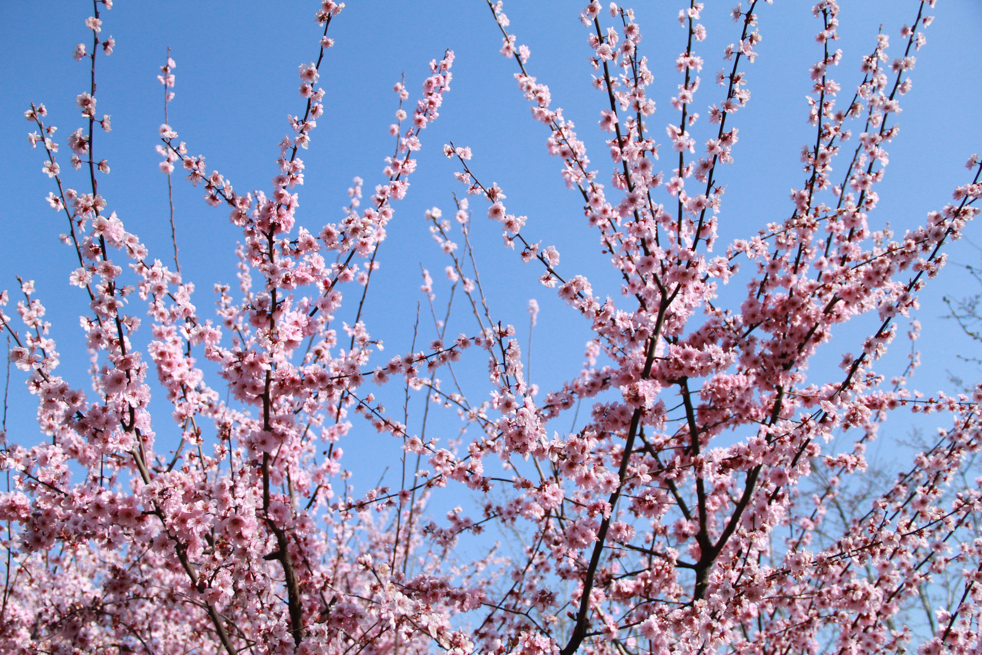 【樱花雨·正樱篇】日本东京/富士山/京都/奈良/镰仓/大阪赏樱 6 日游
