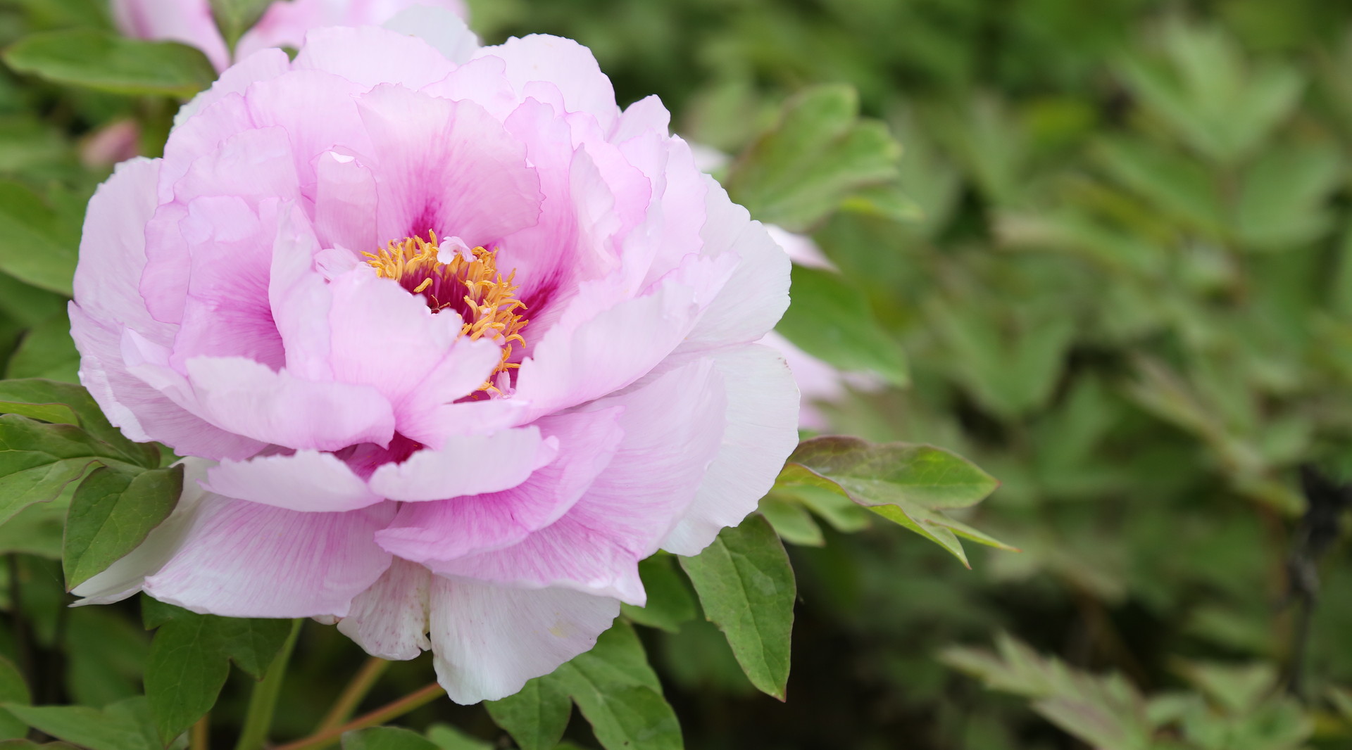 垫江恺之峰牡丹园、长寿菩提山、菩提古镇一日游