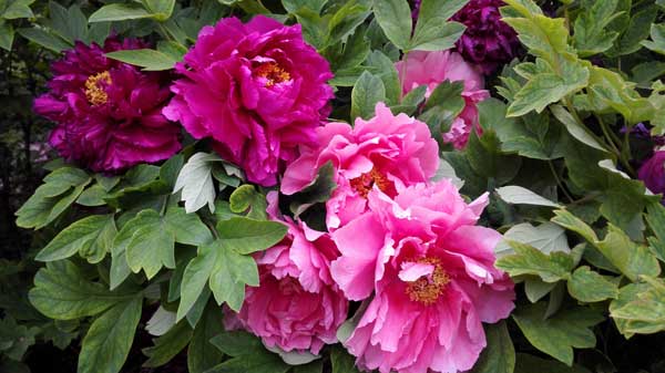 【牡丹花开 陕豫中原行】大唐不夜城+陕州地坑院+中国猴山+国花牡丹+少林寺 +龙门石窟河南6日游