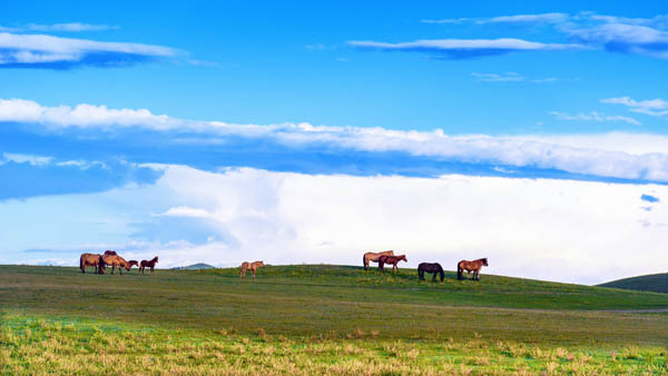 内蒙古呼和浩特、希拉穆仁草原、银肯响沙湾、成吉思汗陵、鬼城康巴什双飞5日/双卧7日游(荣耀蒙古/一价全含)