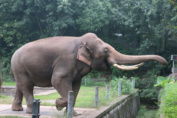 广州长隆野生动物园+欢乐世界+飞鸟乐园+珠海海洋王国 5 日游