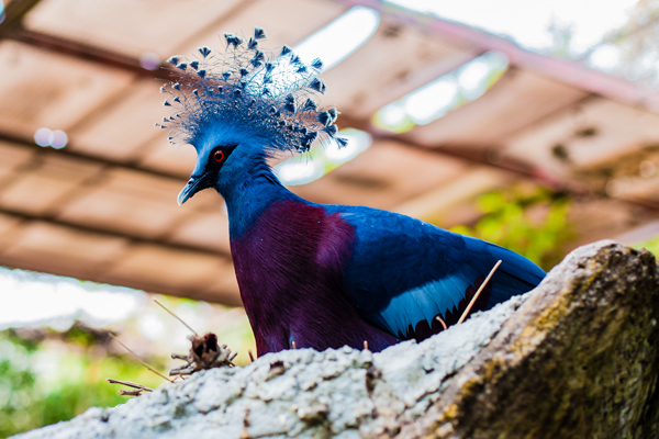 广州长隆三天两晚游双园自由行【企鹅酒店】