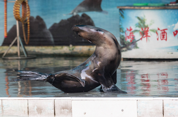 珠海长隆3天自由行【马戏酒店】