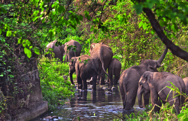 西双版纳旅居康养 10 日游