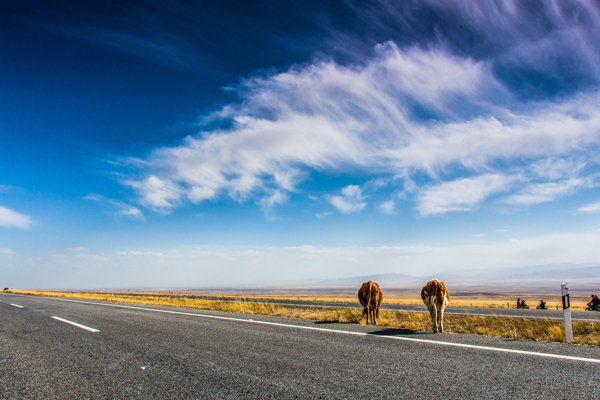 漫游青海-西寧-塔爾寺-茶卡鹽湖-祁連-門源小環湖純玩5日游