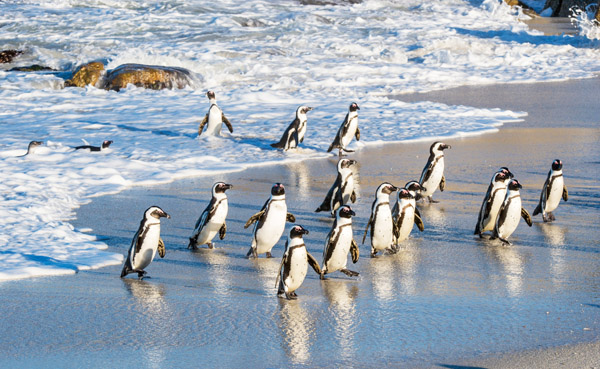 津巴布韦+赞比亚+南非+博茨瓦纳4国12日联游(可申请国航联运)