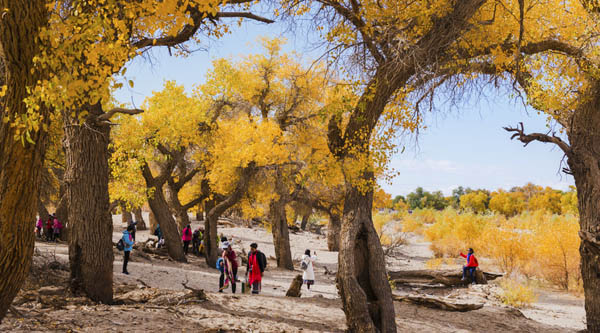 西北三省大环线尊享额济纳胡杨林摄影双卧夕阳红8日游(全程0购物0自费)