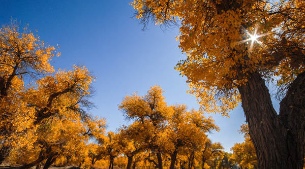 绝美额济纳旗胡杨林+张掖双动6日游