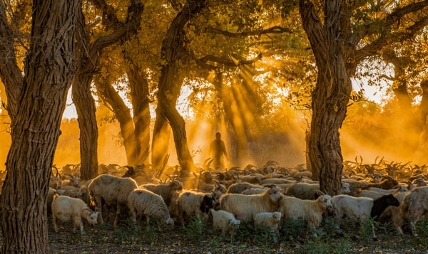 王牌额济纳胡杨林(1-8 道桥)、巴丹吉林沙漠、金塔胡杨林、胡杨胜景、外星谷、冰沟丹霞双动7日游
