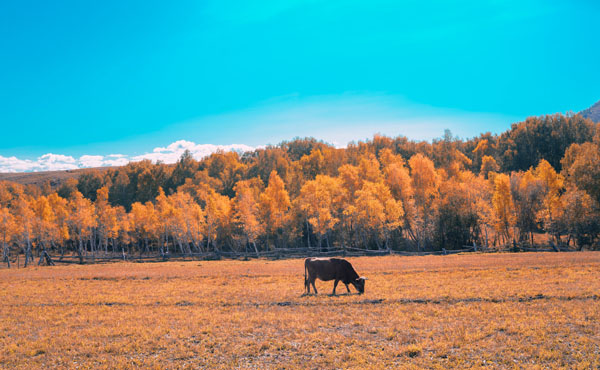 春韵新疆-库木塔格沙漠-吐尔根杏花沟-吐鲁番-坎儿井-天山天池双卧8日游