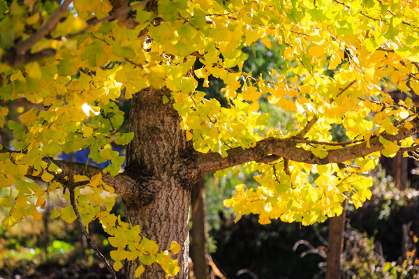 妥乐银杏村/三线博物馆/安南古城汽车纯玩三日游