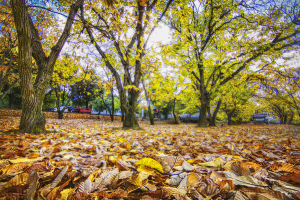 云南昆明、瑞丽、芒市、花满腾冲6日纯玩游