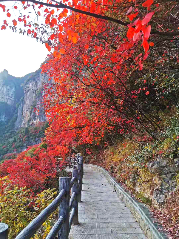 【三峡红叶节】巫山神女天路、神女峰、奉节三峡之巅、瞿塘峡、夔门2日游
