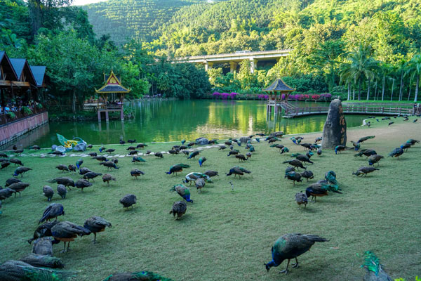 嗨玩版纳一地直飞5日游