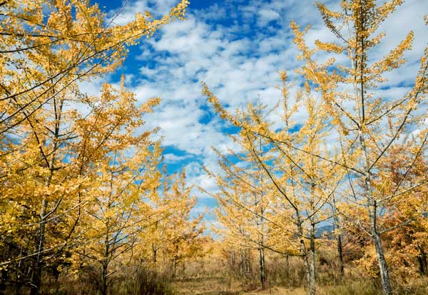 云南昆明/芒市/瑞丽/腾冲双座6/7日休闲游