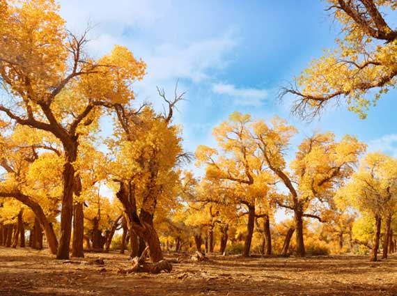轻奢额济纳胡杨、呼和浩特、弱水胡杨林、怪树林、居延海、策克口岸5日游
