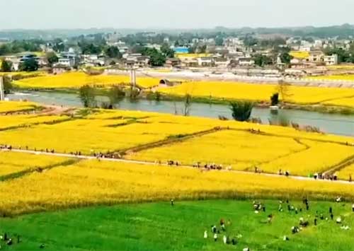 【婺里看花】 庐山 • 黄山 • 婺源 • 鄱阳湖 • 景德镇 • 徽州古城双动七日游