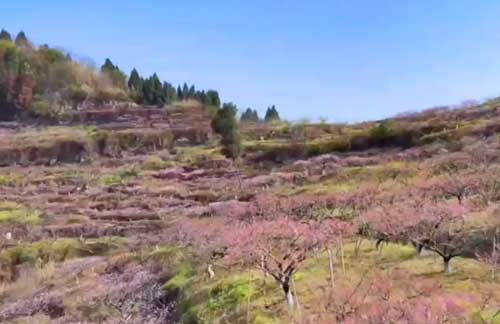 合川官渡桃花、涞滩古镇一日游