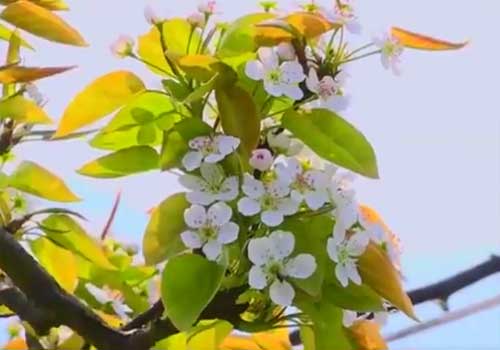 綦江永新梨花、古剑山登高一日游