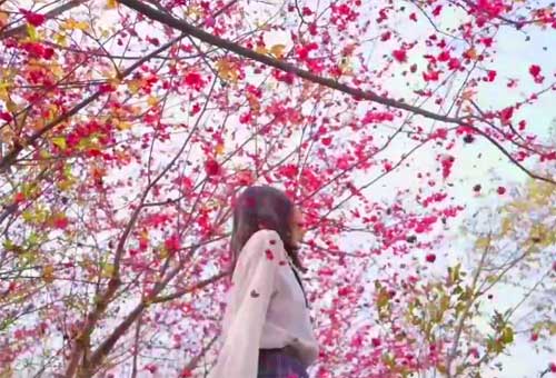 重庆江津石门樱花-塘河古镇-泸州凤凰湖二日游