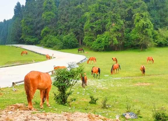 《向往的生活》仙女山向往的生活5天4夜夏令营