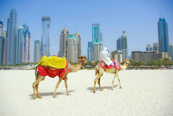 迪拜骆驼镇001-锐景