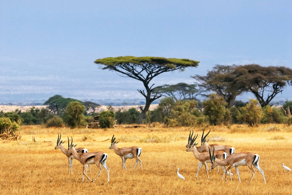 南非野生动物保护区001-锐景