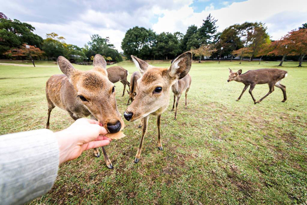 日本奈良公园喂鹿